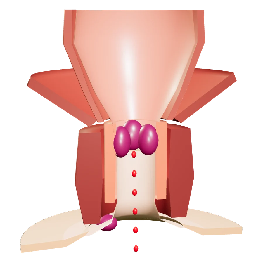 3D model of internal piles in the anal canal